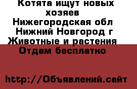 Котята ищут новых хозяев - Нижегородская обл., Нижний Новгород г. Животные и растения » Отдам бесплатно   